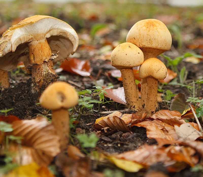 Phaeolepiota aurea Goudhoed Golden cap